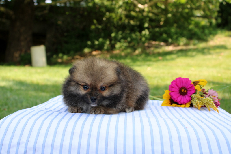 puppy, for, sale, Pomeranian, Matthew B. Stoltzfus, dog, breeder, Gap, PA, dog-breeder, puppy-for-sale, forsale, nearby, find, puppyfind, locator, puppylocator, aca